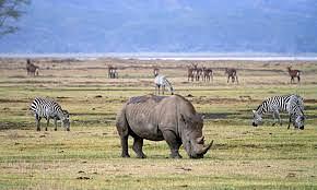 Ngorongoro conservation area